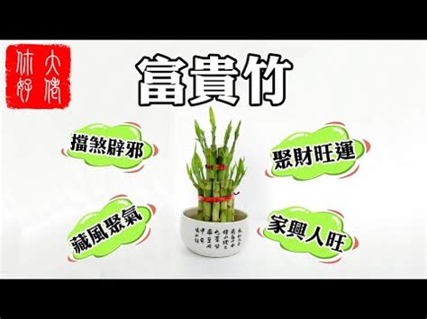 松柏 招 陰|【松柏 招 陰】「松柏 招 陰：風水禁忌，不能在家裡種植的五種。